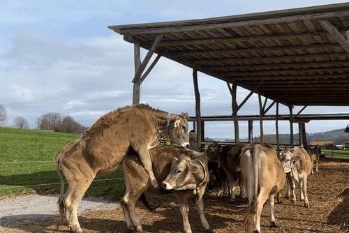 Cows in heat