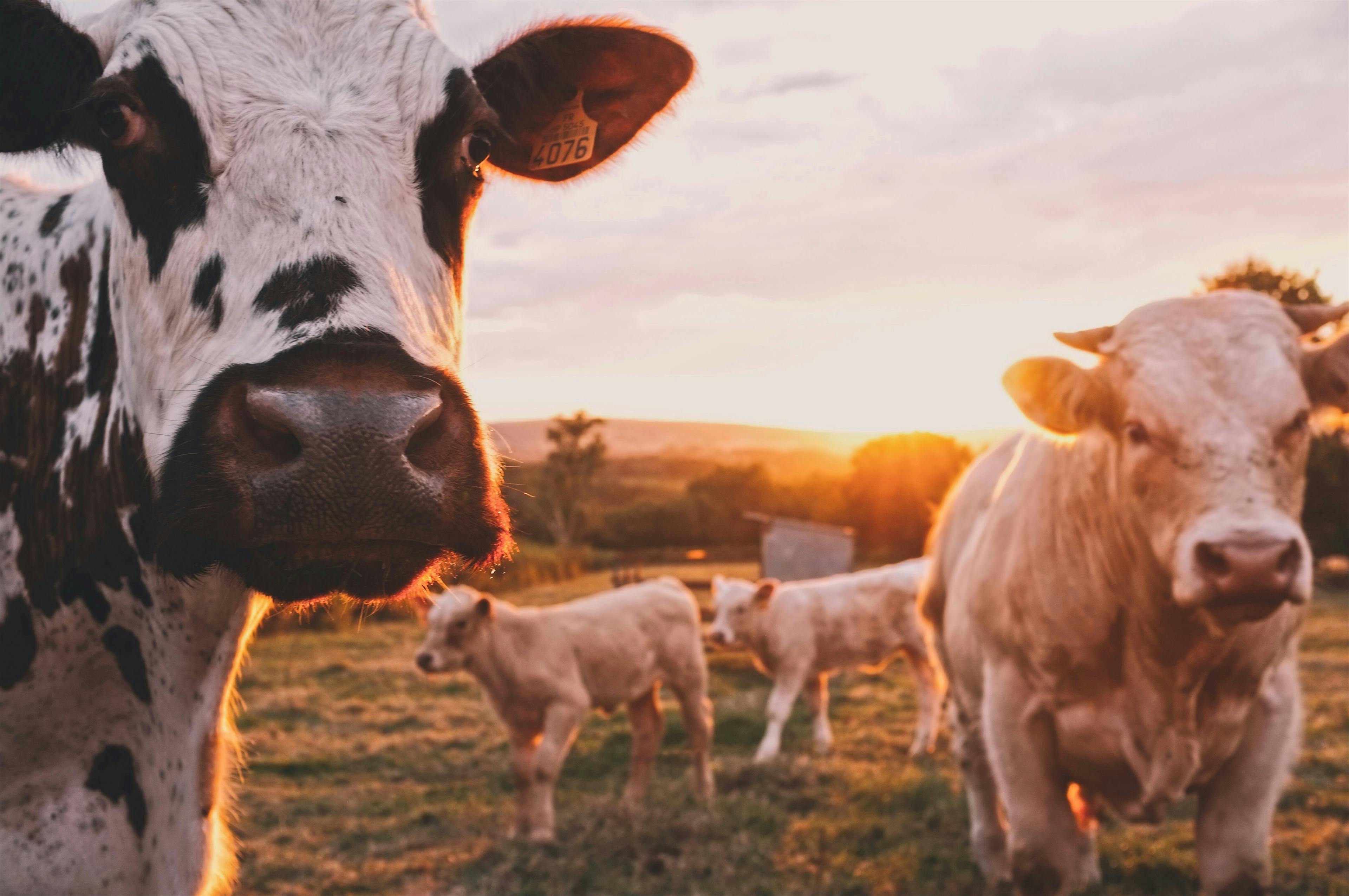 Moohero-System überwacht das Wohlbefinden der Kuh