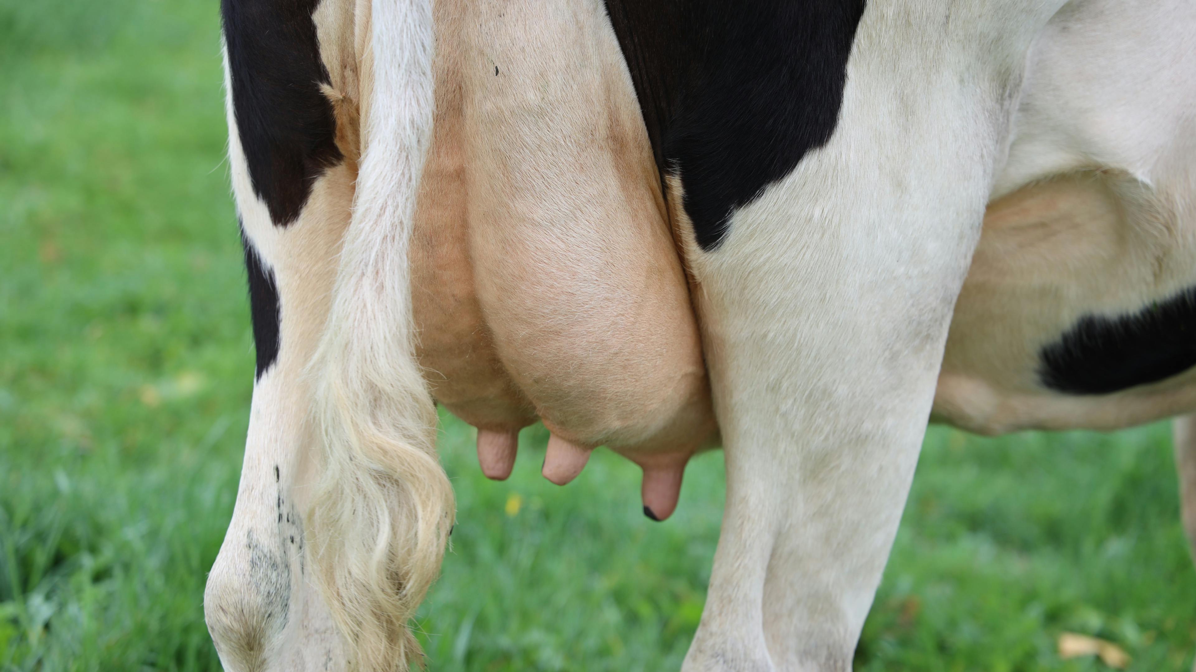 Die Milchleistung hängt von der Gesundheit und dem Wohlbefinden Ihrer Kühe ab